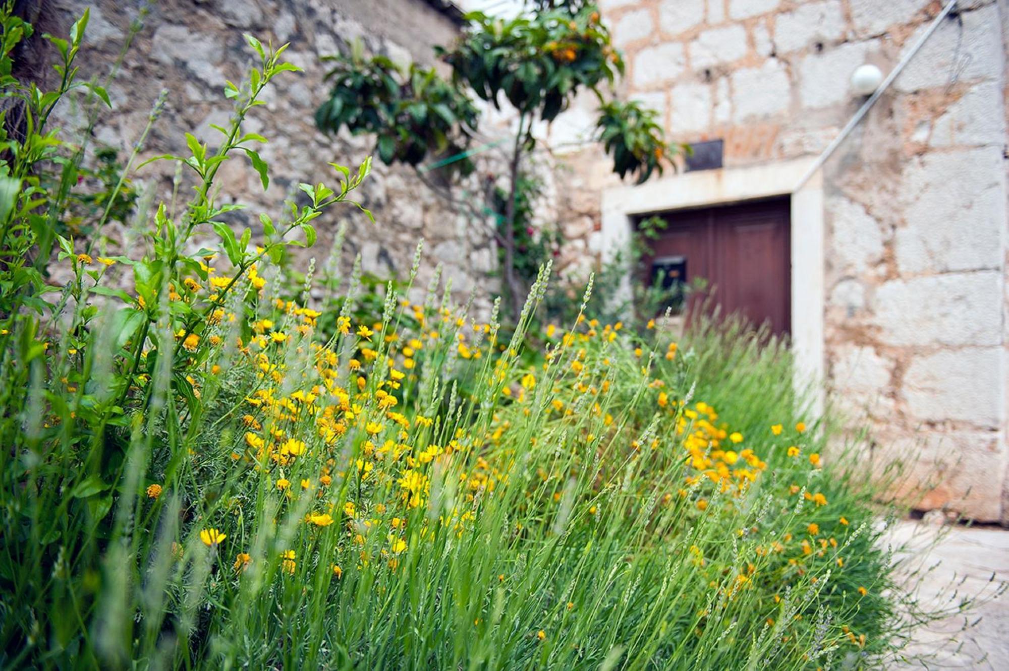 Dalmatian Garden - Free Parking - City Centre Šibenik Exteriör bild